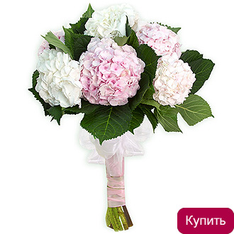 Разноцветные гортензии